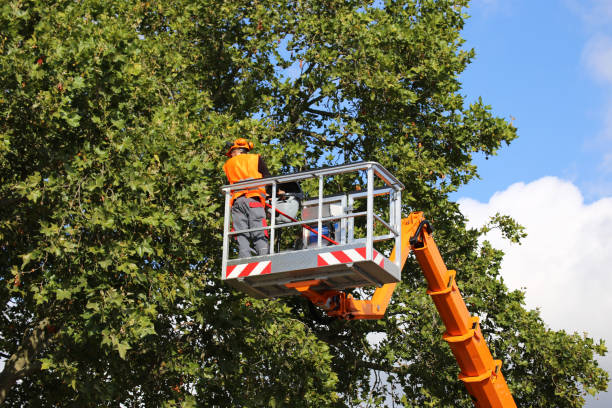  Gainesville, VA Tree Service Pros